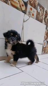 Bichon