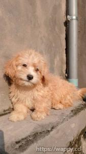Bichon