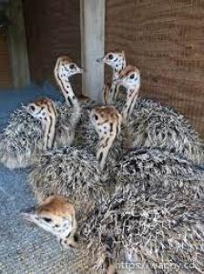 Ostrich chicks and eggs  Available