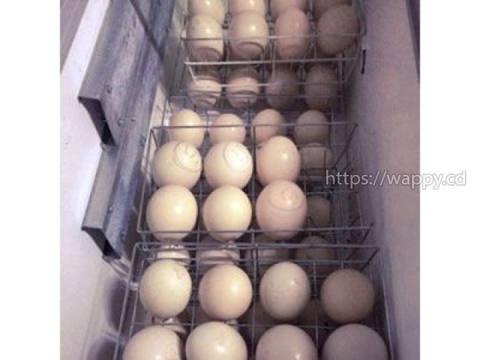 Fertile ostrich eggs and chicks