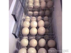 Fertile ostrich eggs and chicks