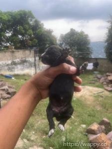 Chiot pitbull