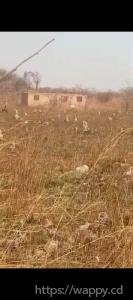 2 terrain de 30m sur 30m