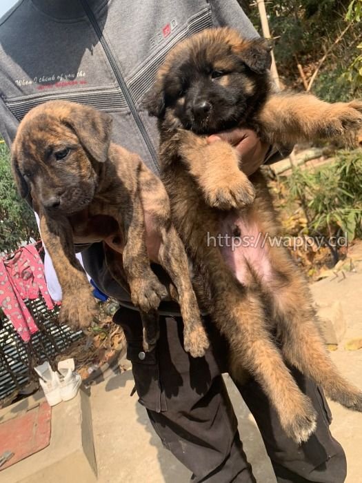 Vente des chiots