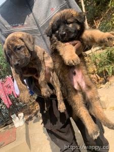 Chiots