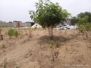 Deux terrains cadastrés – Quartier Kimpoko