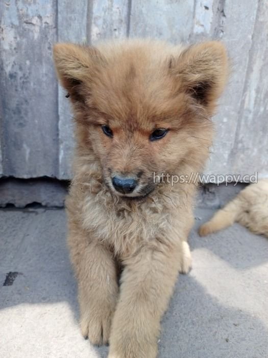 Chow-chow disponible Race varié