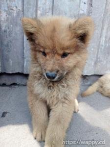 Chow-chow disponible Race varié