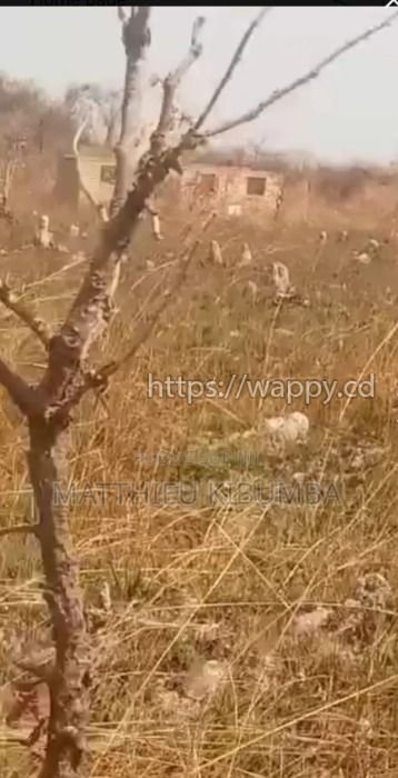 2 terrain sur Kinsevere