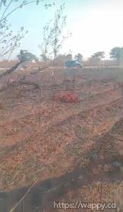 1 hectares