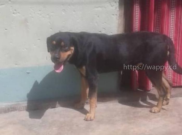 Vente d'un rottweiler