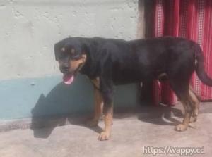 Vente d'un rottweiler