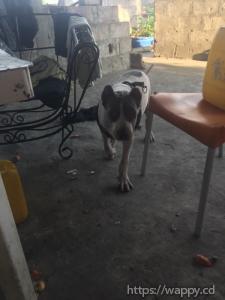 Pitbull à vendre