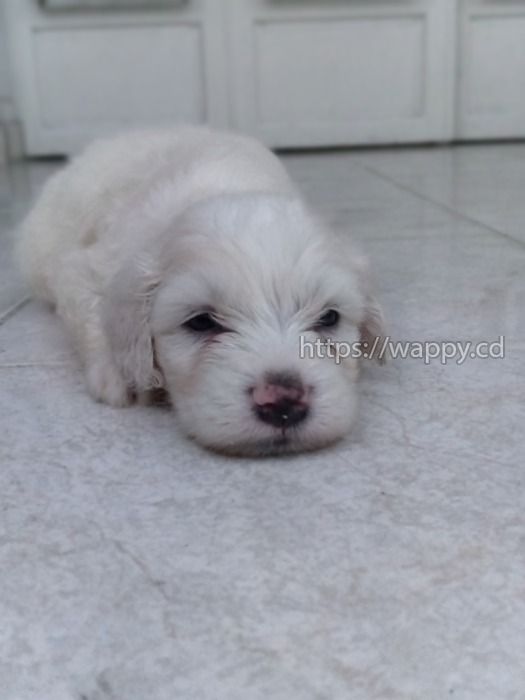 Chiot bichon maltais pure