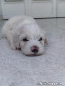 Chiot bichon maltais pure