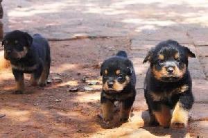 Chiots, Rottweilers, Pitbul et Bergers A