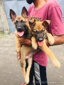 Malinois