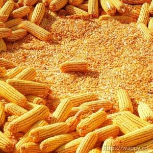Quality maize from Tanzania