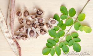 Moringa