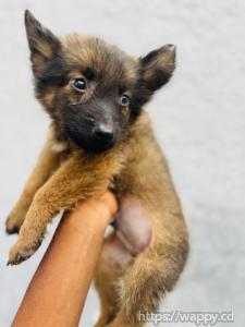 Berger malinois