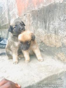 Chiots malinois disponibles