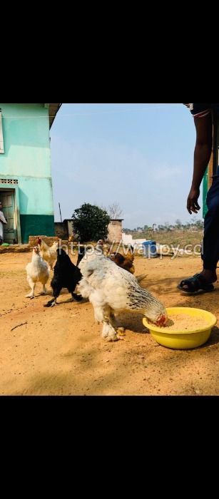 Poules et coqs brahama